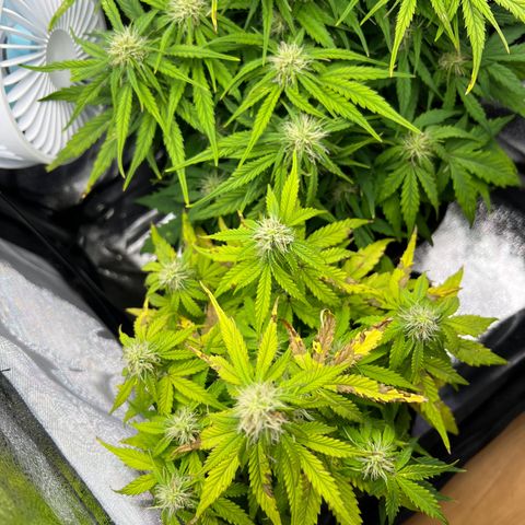 Mimi growlog timeline photo