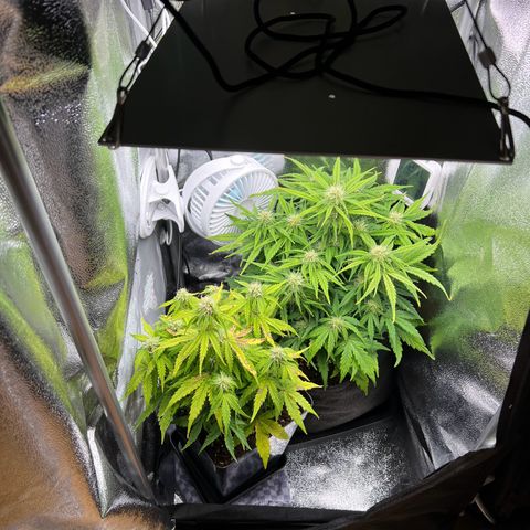 Mimi growlog timeline photo