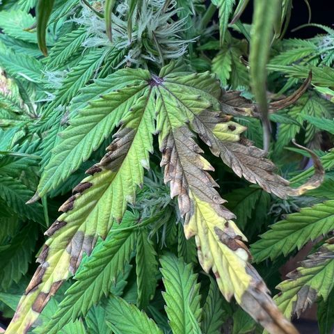 Beryl growlog timeline photo