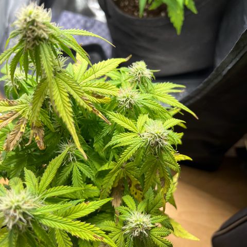 Beryl growlog timeline photo