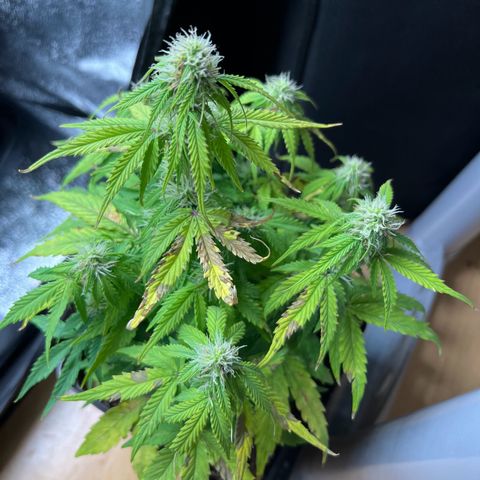 Beryl growlog timeline photo