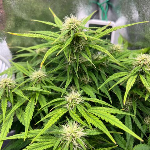 Mimi growlog timeline photo