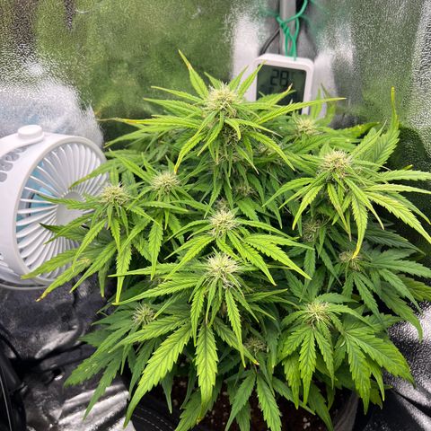 Mimi growlog timeline photo