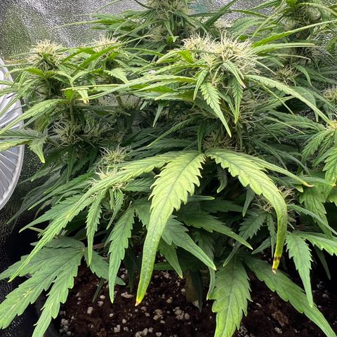 Mimi growlog timeline photo