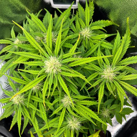 Mimi growlog timeline photo