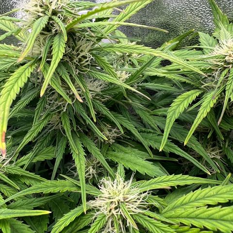 Mimi growlog timeline photo