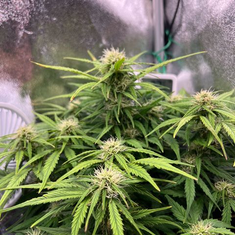 Mimi growlog timeline photo