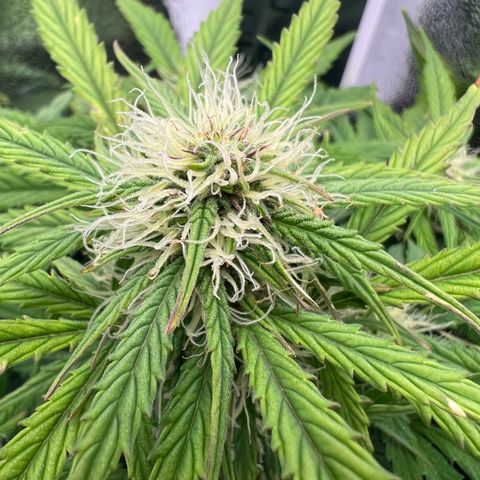 Mimi growlog timeline photo