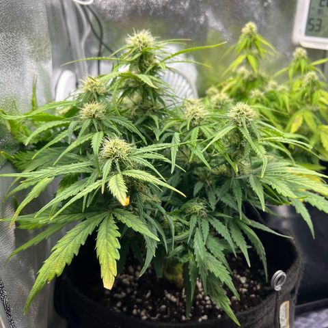 Mimi growlog timeline photo