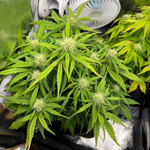 Mimi growlog timeline photo