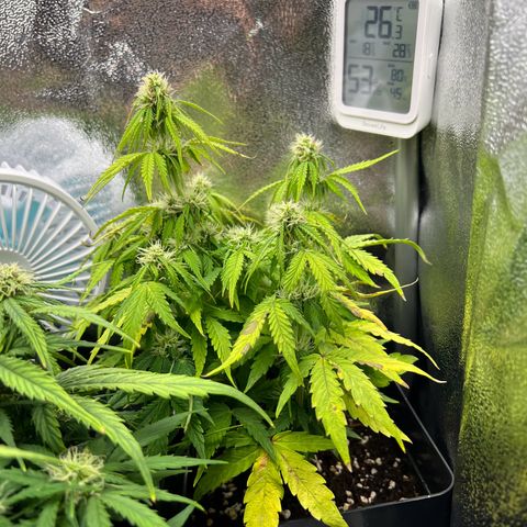 Beryl growlog timeline photo