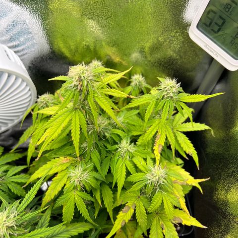 Beryl growlog timeline photo