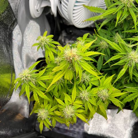 Beryl growlog timeline photo
