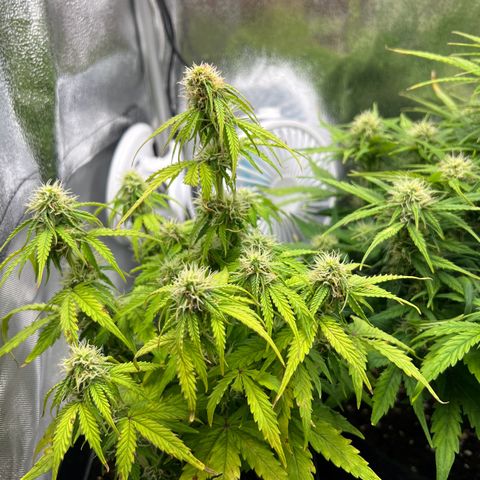 Beryl growlog timeline photo