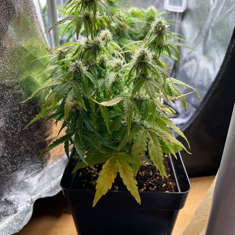 Beryl growlog timeline photo