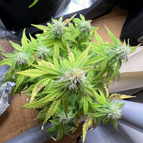Beryl growlog timeline photo
