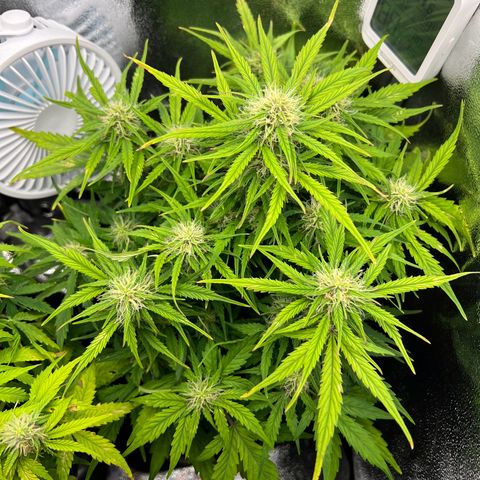 Mimi growlog timeline photo