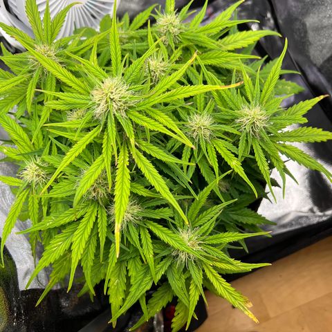 Mimi growlog timeline photo