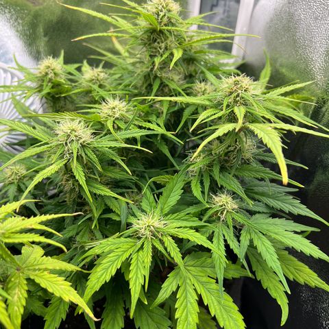 Mimi growlog timeline photo