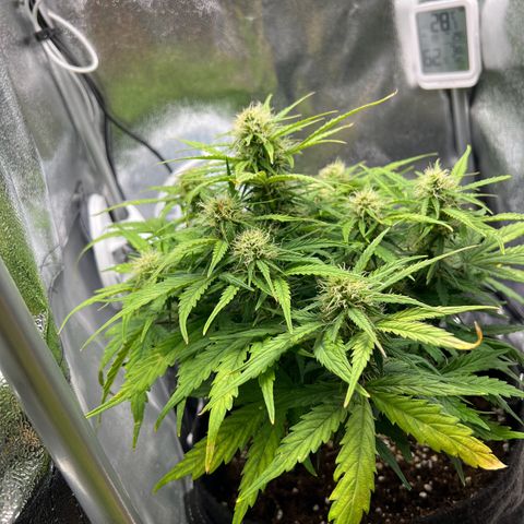 Mimi growlog timeline photo