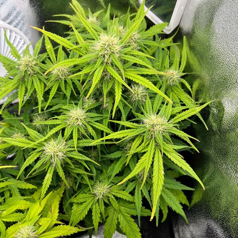 Mimi growlog timeline photo