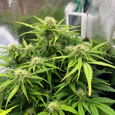 Mimi growlog timeline photo