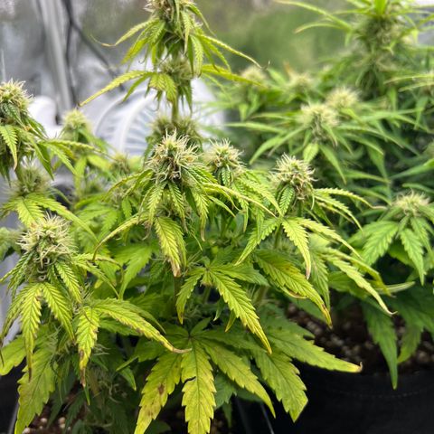 Beryl growlog timeline photo