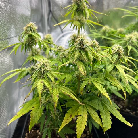 Beryl growlog timeline photo