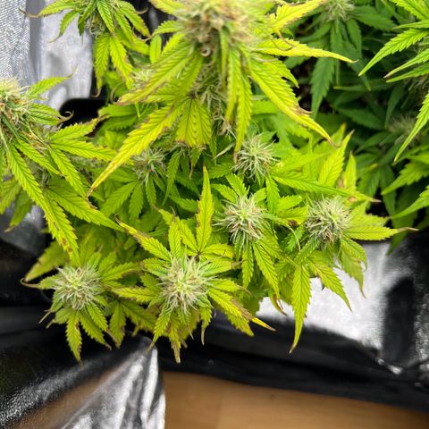 Beryl growlog timeline photo