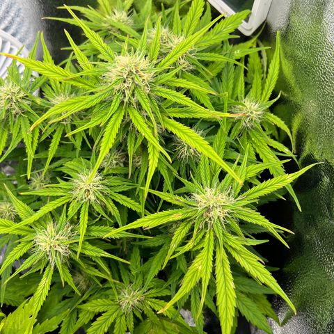 Mimi growlog timeline photo