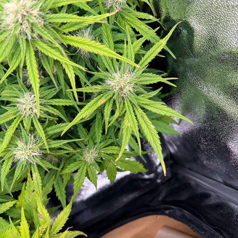 Mimi growlog timeline photo