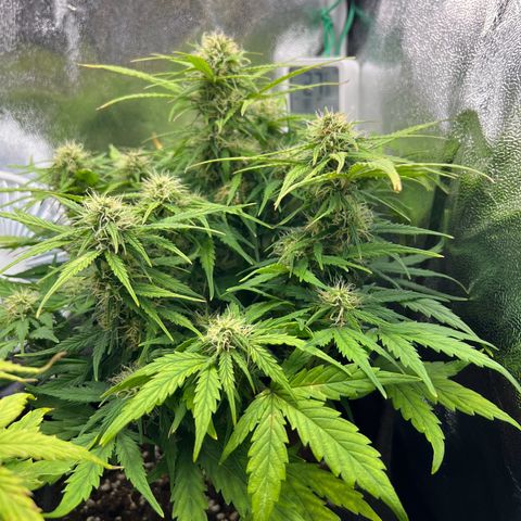 Mimi growlog timeline photo