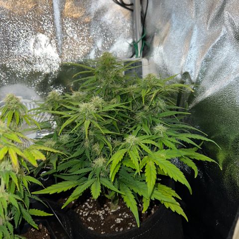 Mimi growlog timeline photo