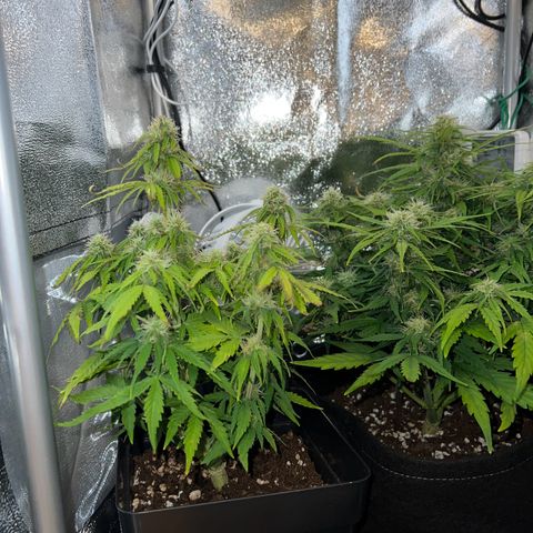 Beryl growlog timeline photo