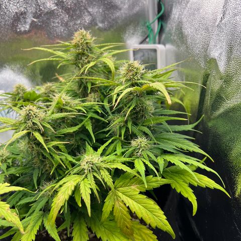 Mimi growlog timeline photo