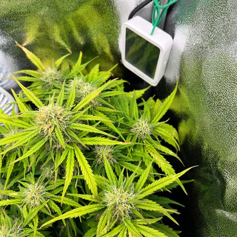 Mimi growlog timeline photo