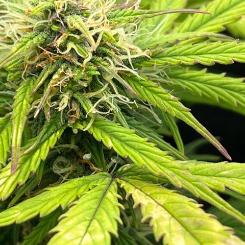 Mimi growlog timeline photo