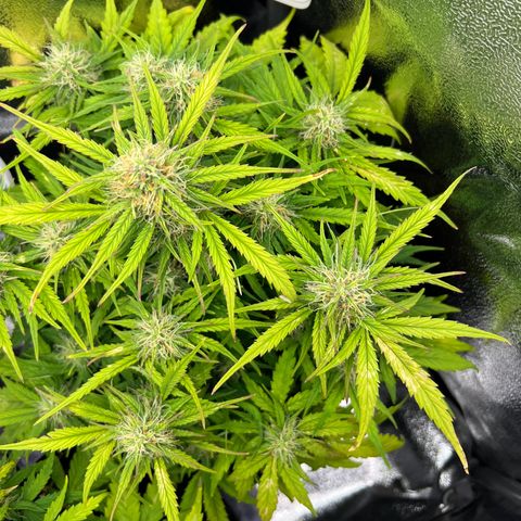 Mimi growlog timeline photo