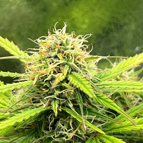 Mimi growlog timeline photo
