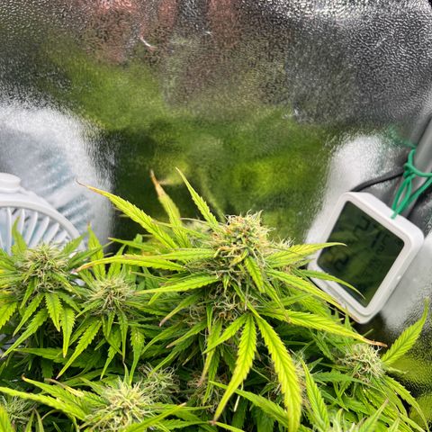 Mimi growlog timeline photo
