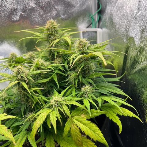 Mimi growlog timeline photo