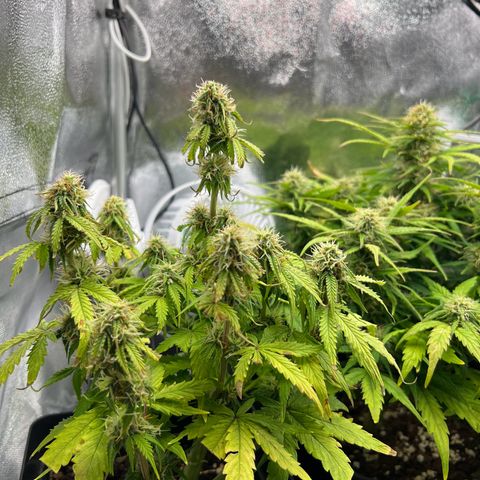 Beryl growlog timeline photo