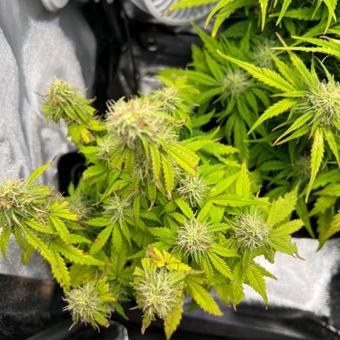 Beryl growlog timeline photo