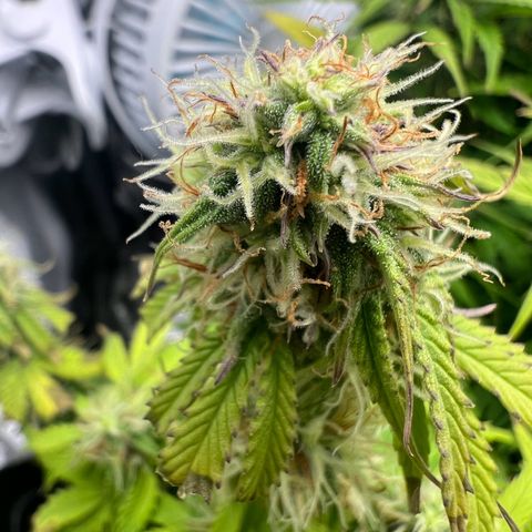 Beryl growlog timeline photo