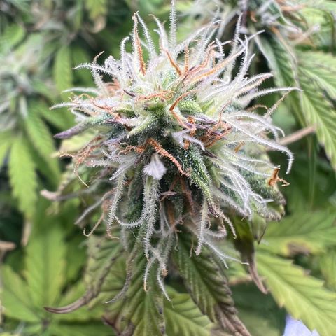 Beryl growlog timeline photo