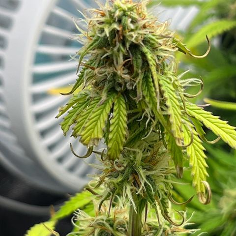 Beryl growlog timeline photo