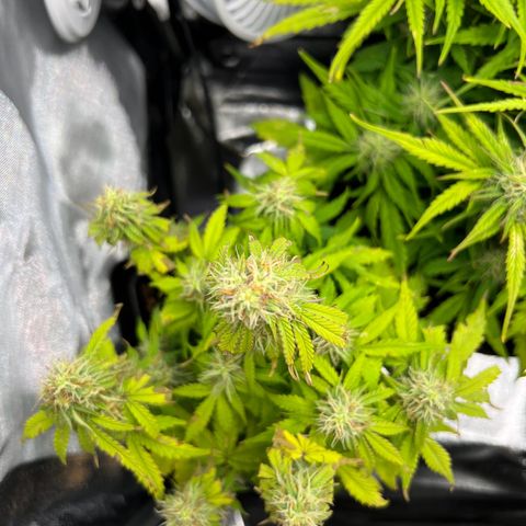 Beryl growlog timeline photo