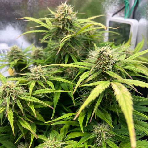 Mimi growlog timeline photo