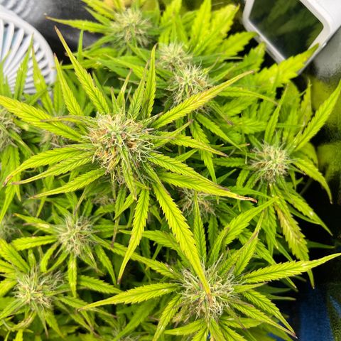 Mimi growlog timeline photo