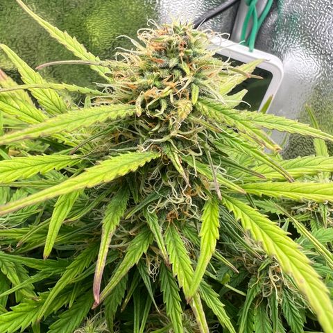 Mimi growlog timeline photo